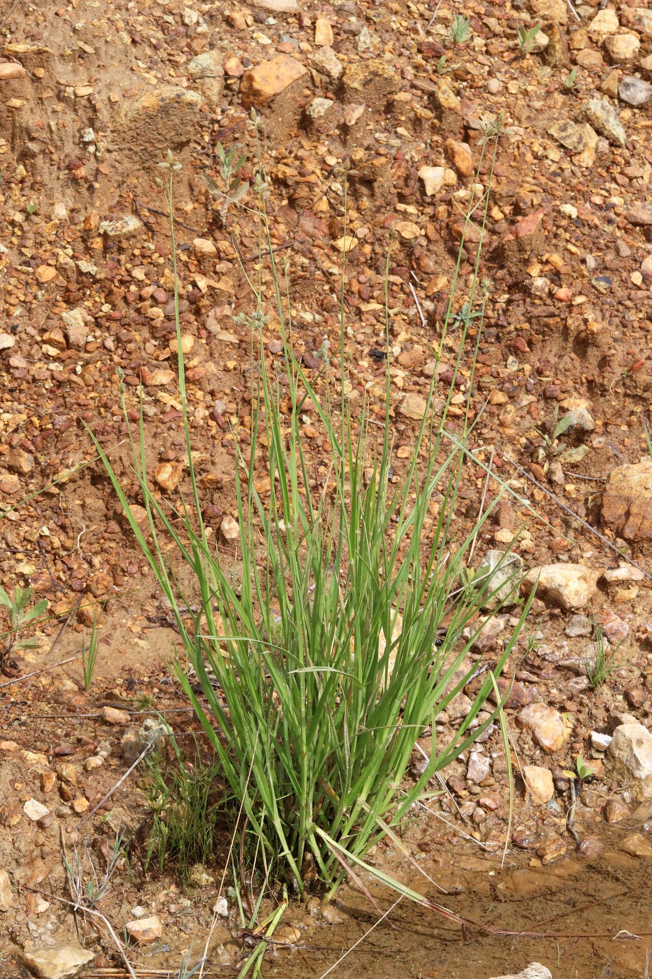 Fuirena pubescens leaf