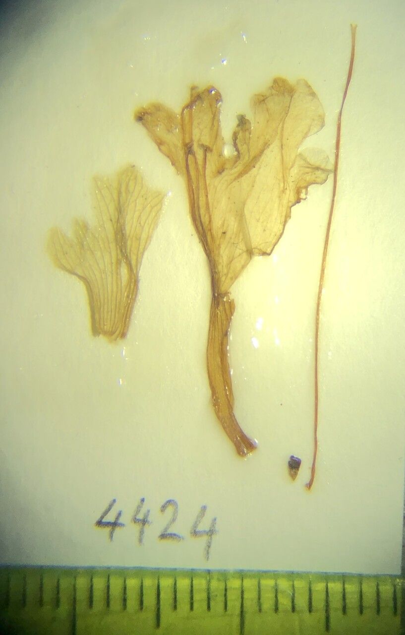 Nepeta pharica — houseplant care guide