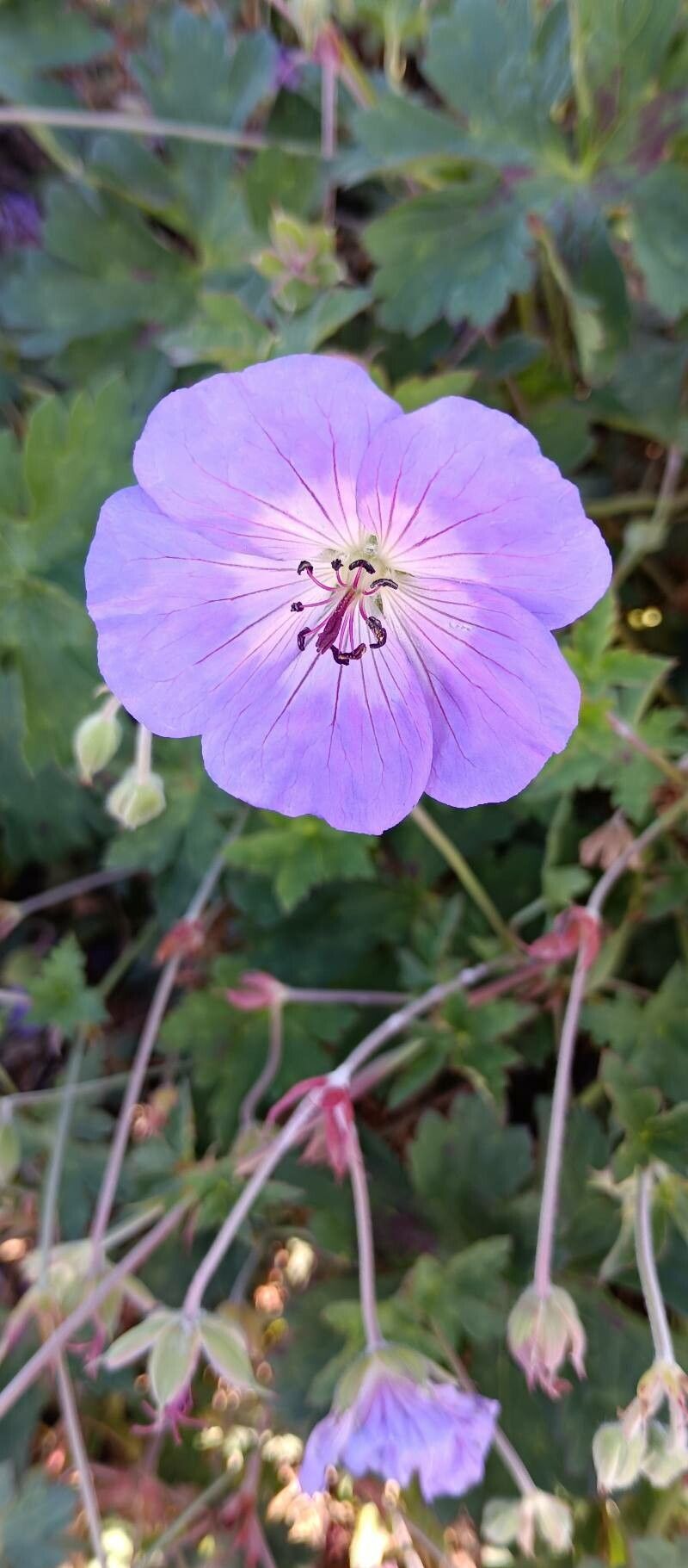 Geranium oreganum — search result for 'Geranium'