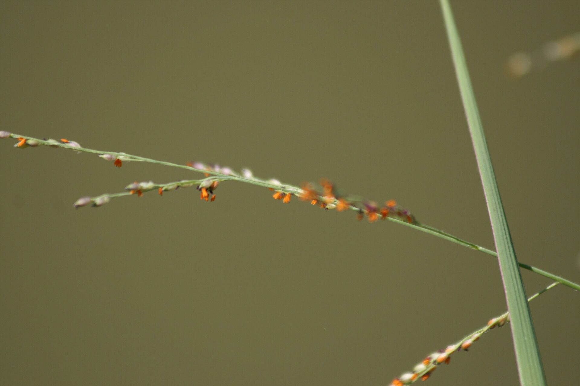 Acroceras macrum — houseplant care guide