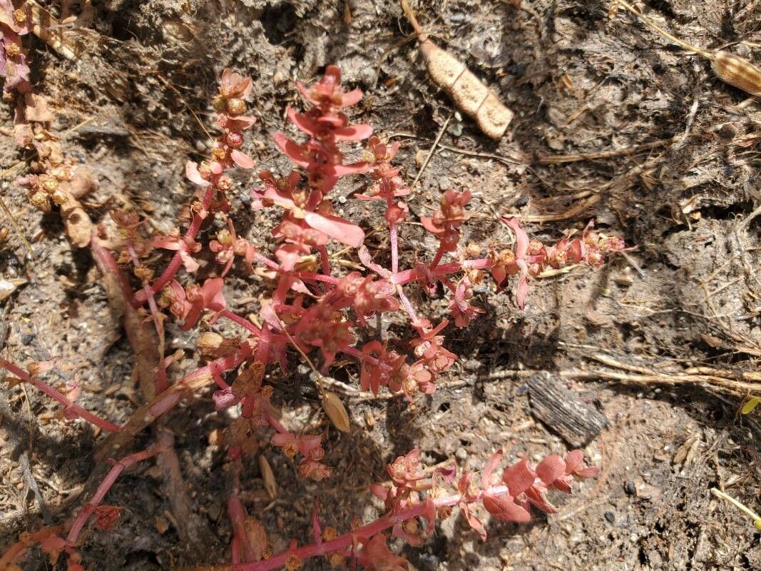 Rotala stagnina — search result for 'Rotala'