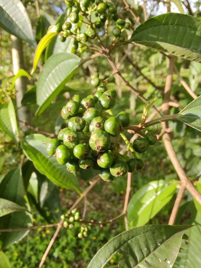 Miconia laevigata fruit