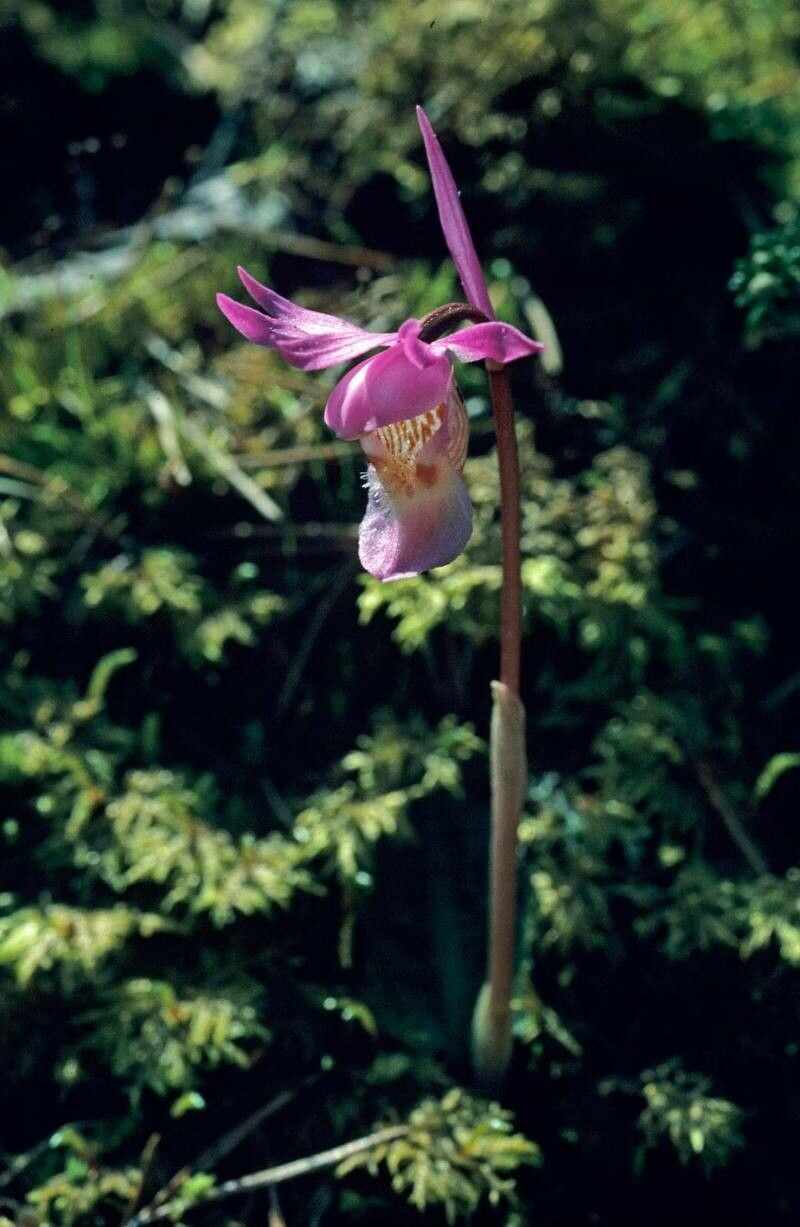 Calypso bulbosa flower