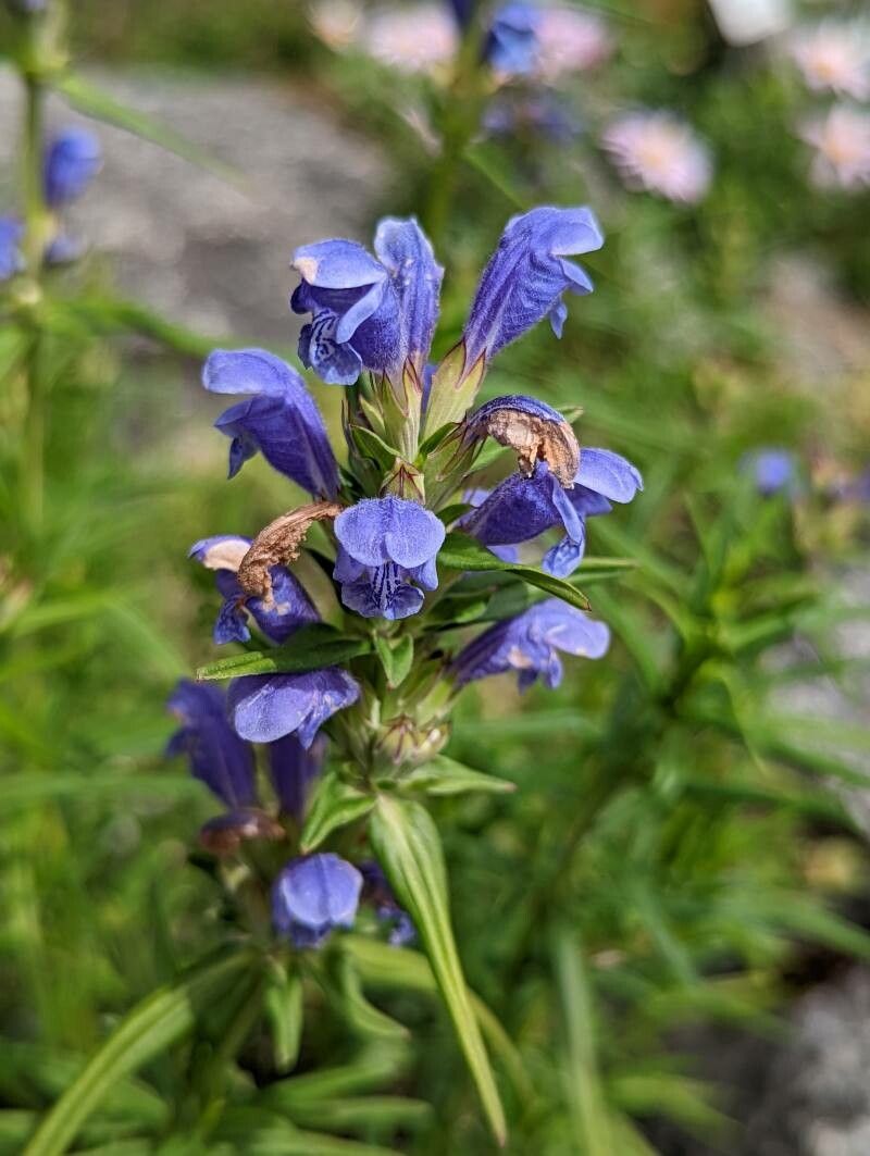 Dracocephalum ruyschiana flower
