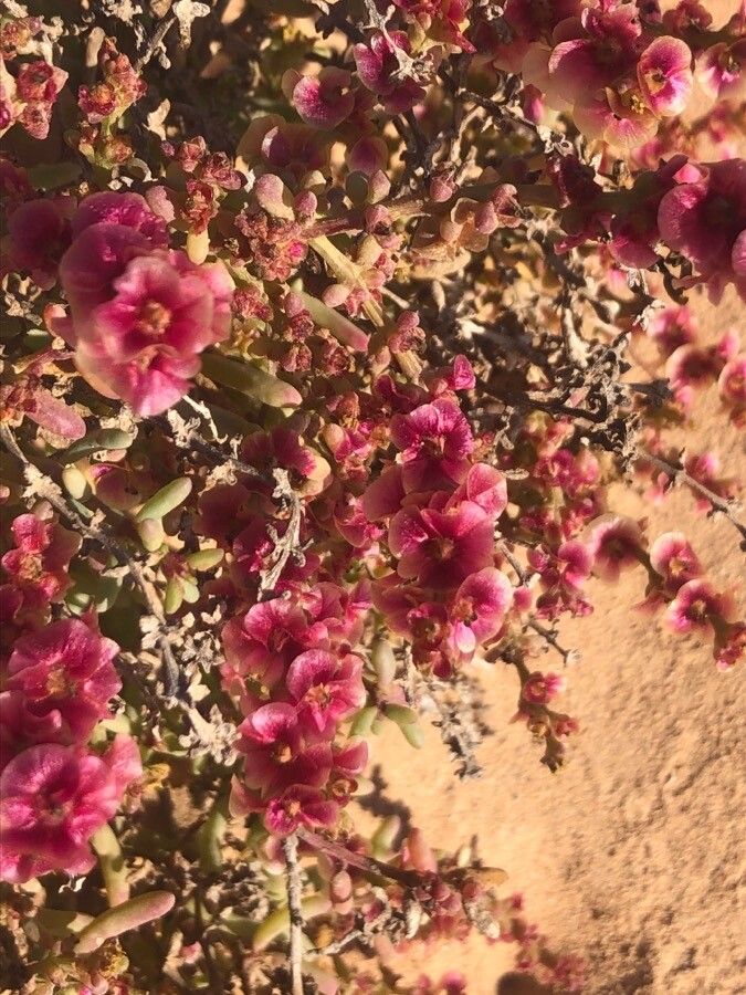 Salsola oppositifolia flower