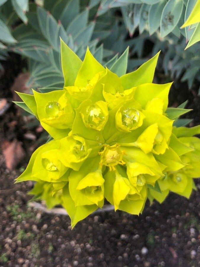 Euphorbia rigida flower