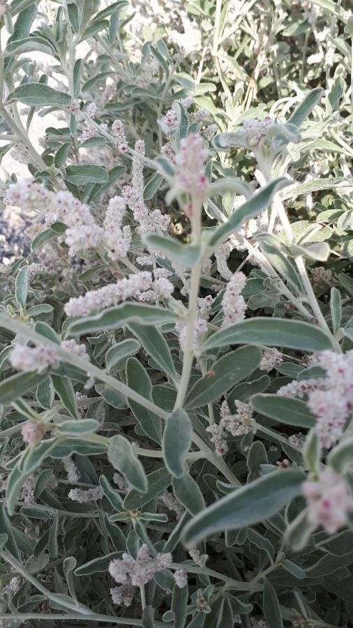 Aerva javanica — houseplant care guide