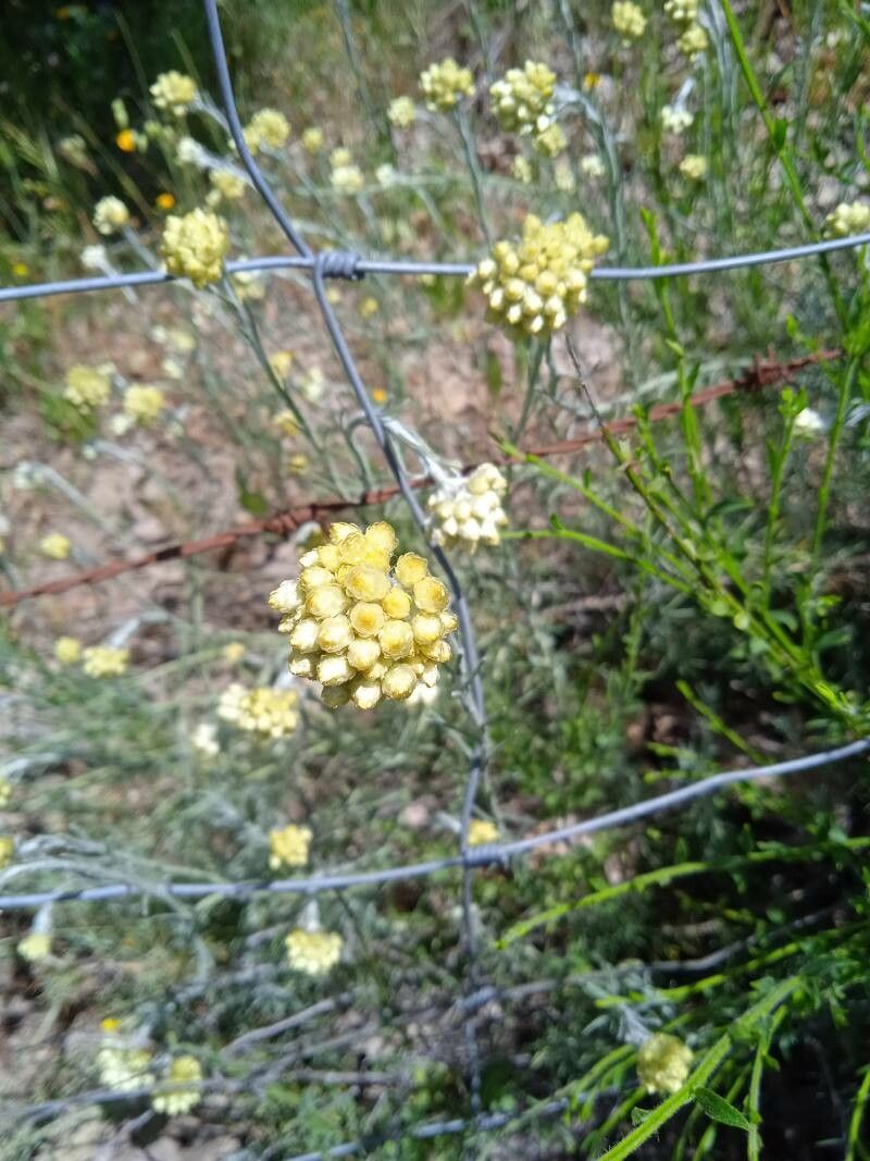 Helichrysum rupestre flower
