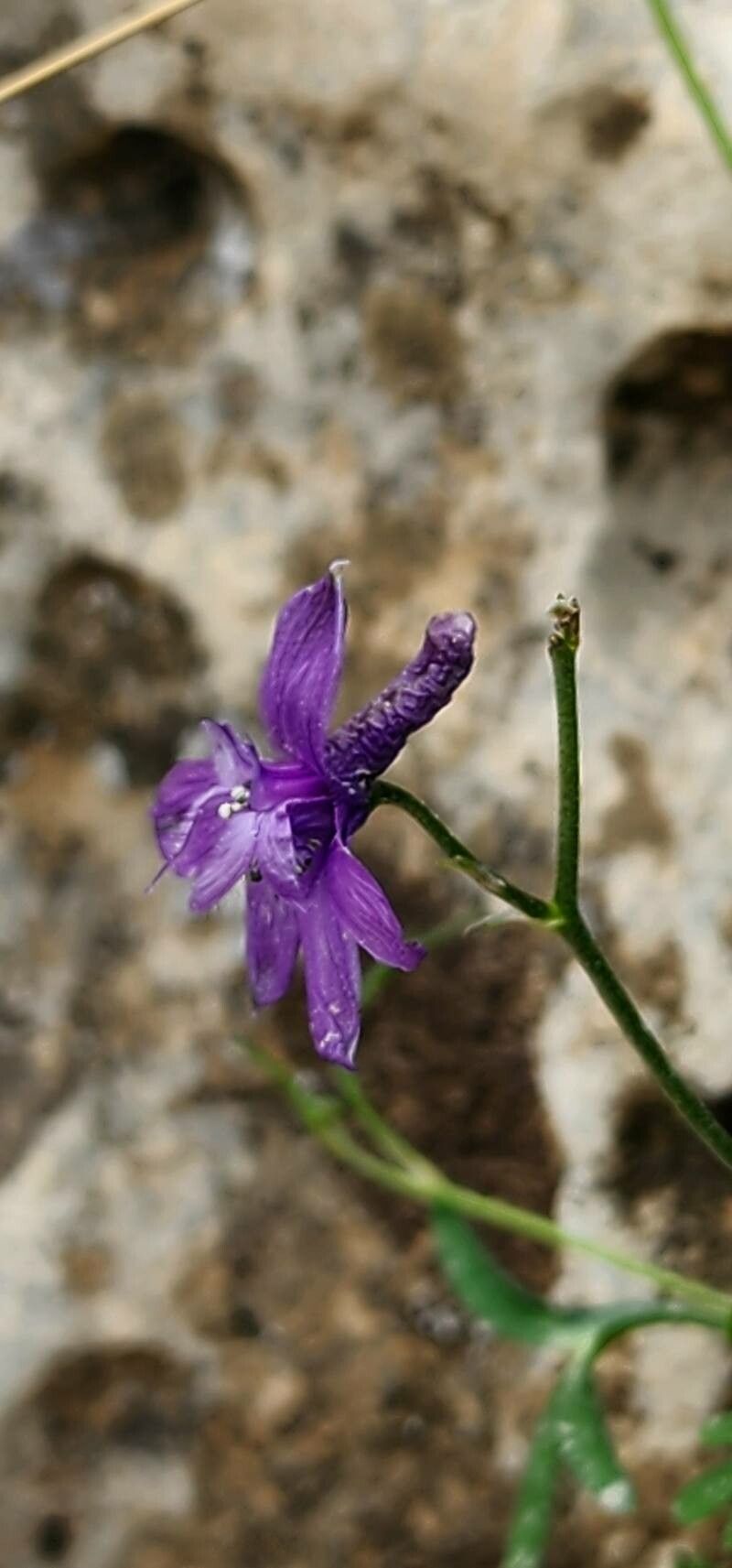 Delphinium cyphoplectrum flower