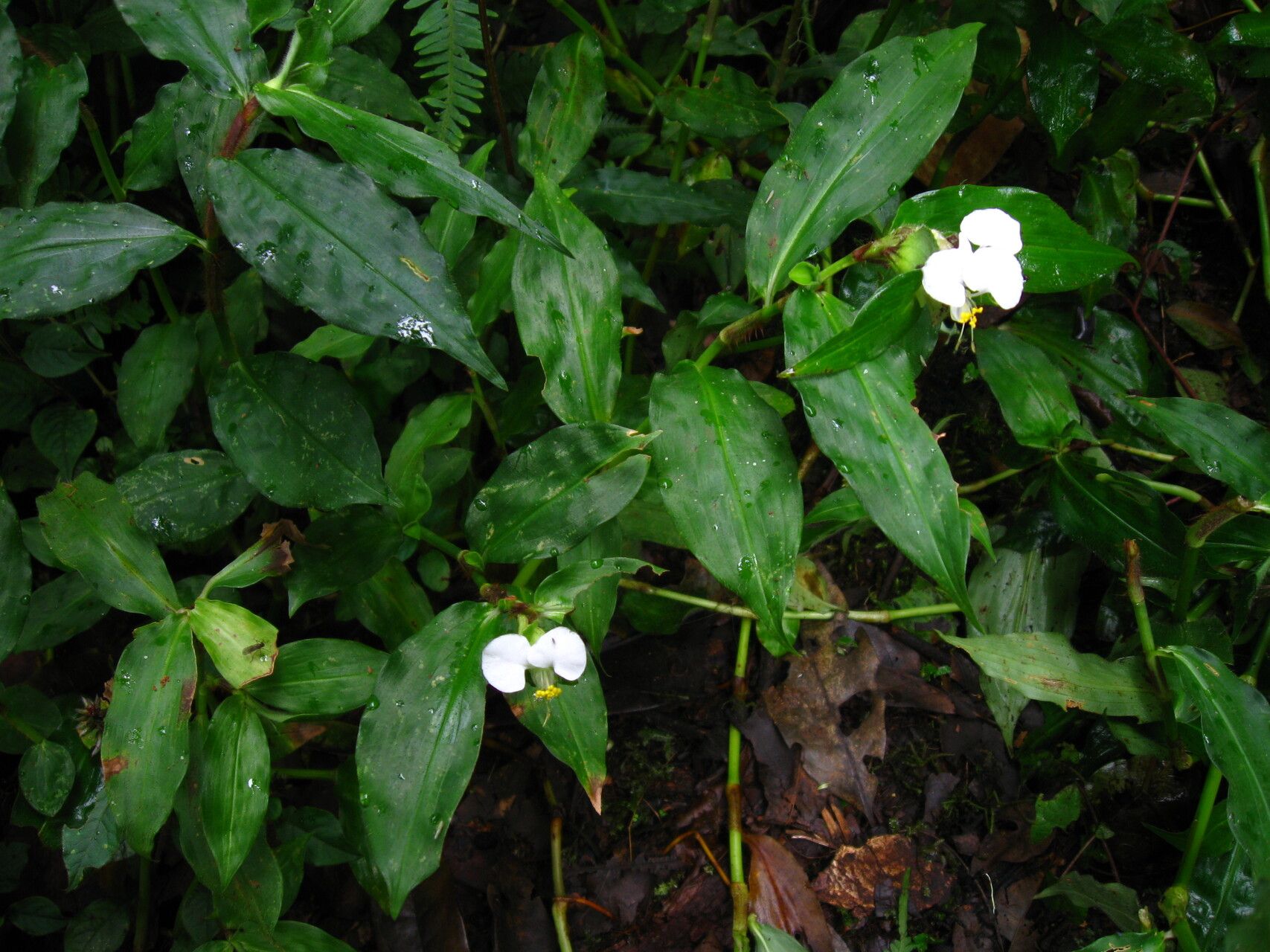 Commelina cameroonensis habit