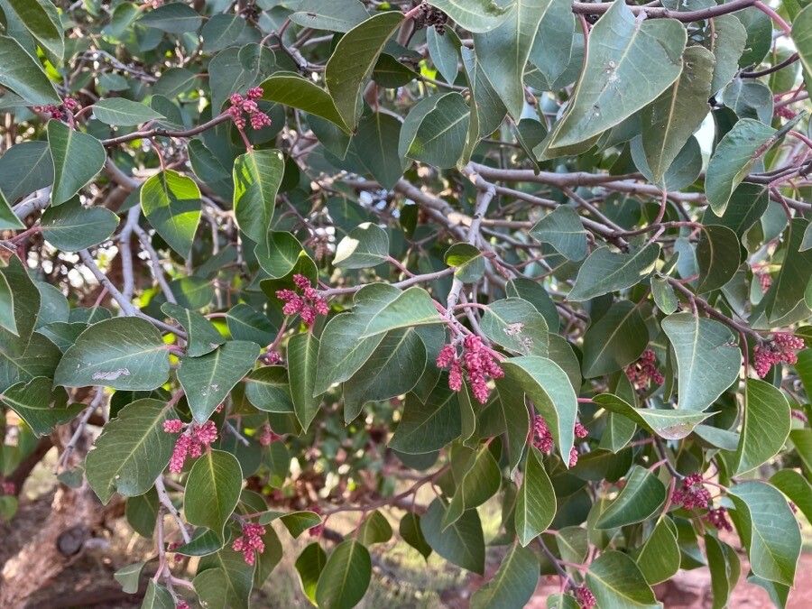 Rhus ovata — search result for 'Anacardiaceae'