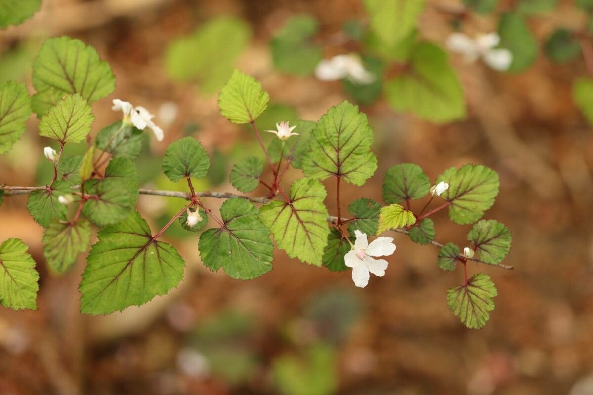 Rubus microphyllus flower