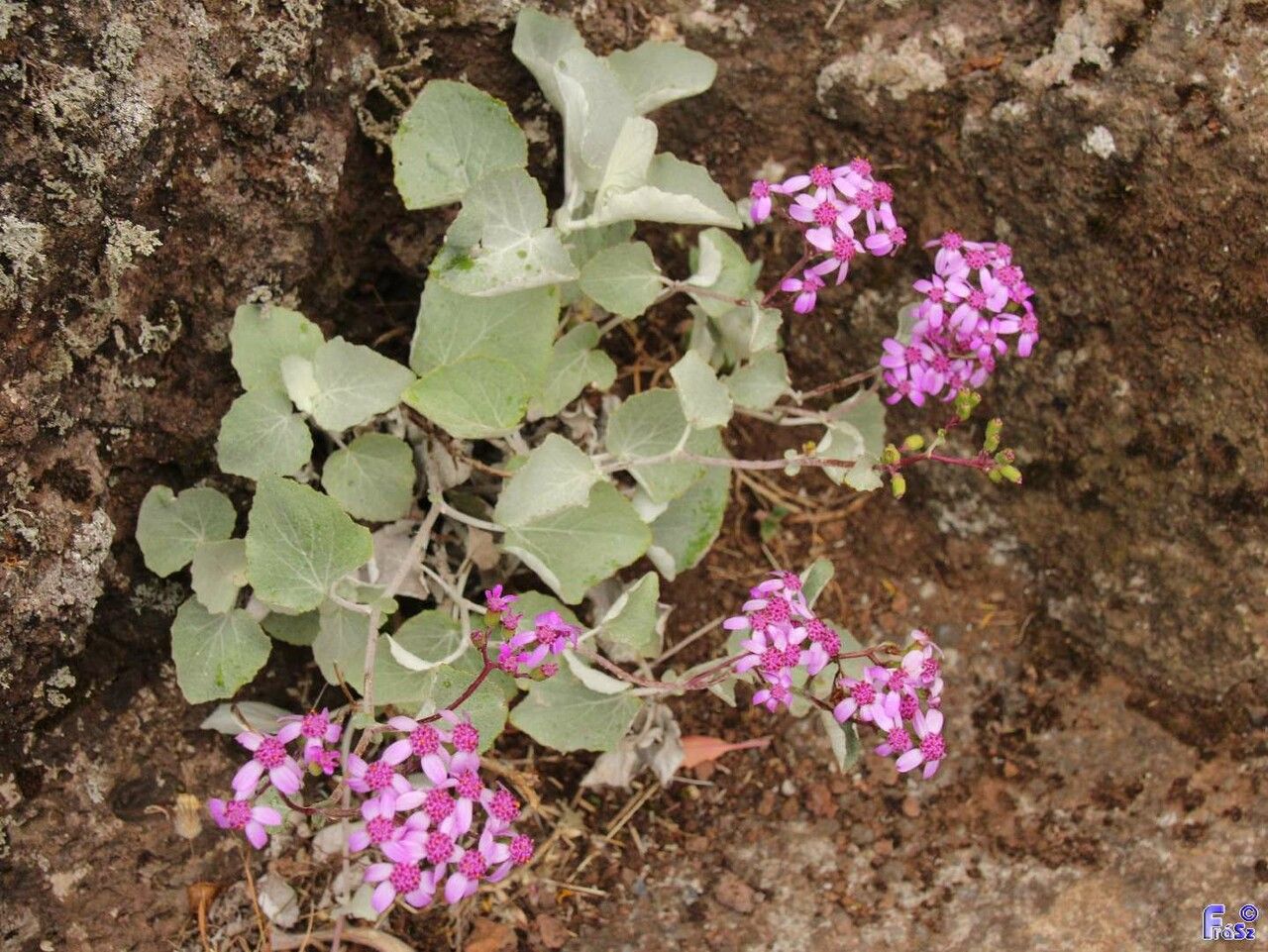 Pericallis aurita — related species from the same genus