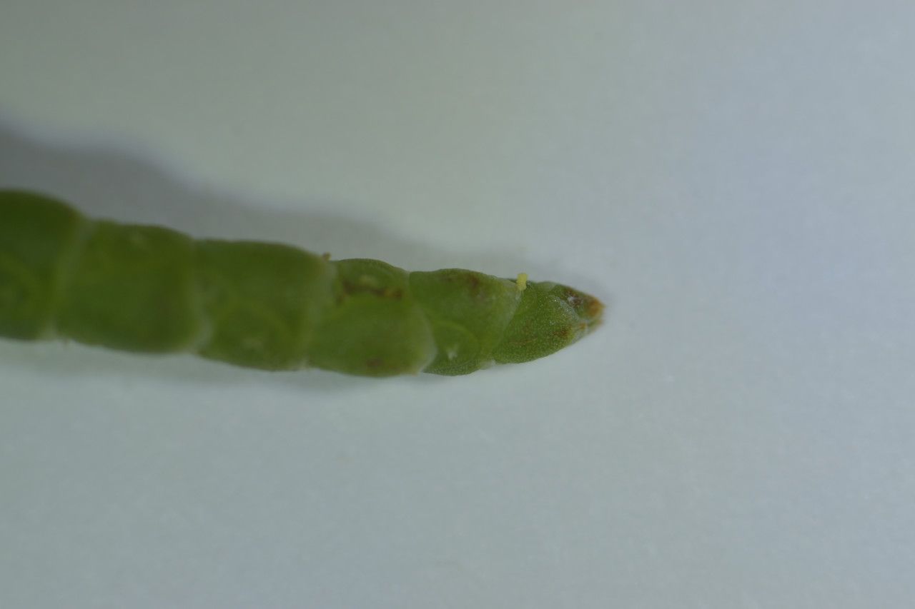 Salicornia obscura — houseplant care guide