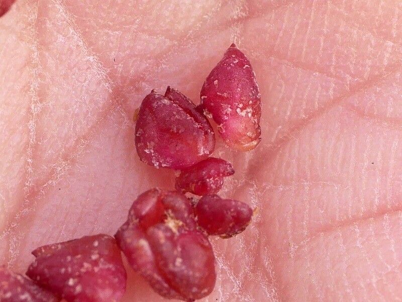 Atriplex glabriuscula x Atriplex prostrata fruit