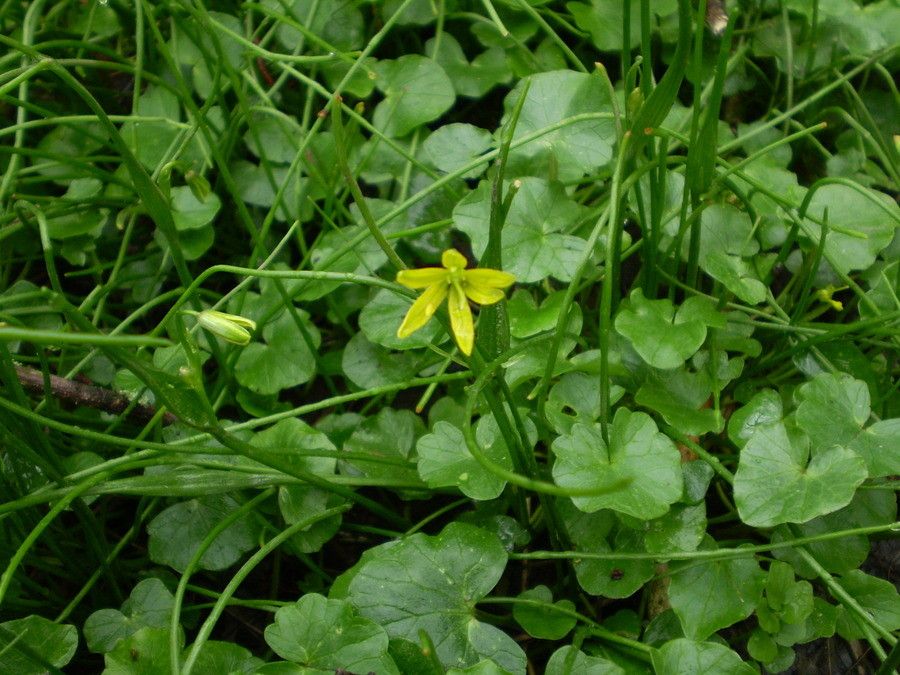 Gagea spathacea habit