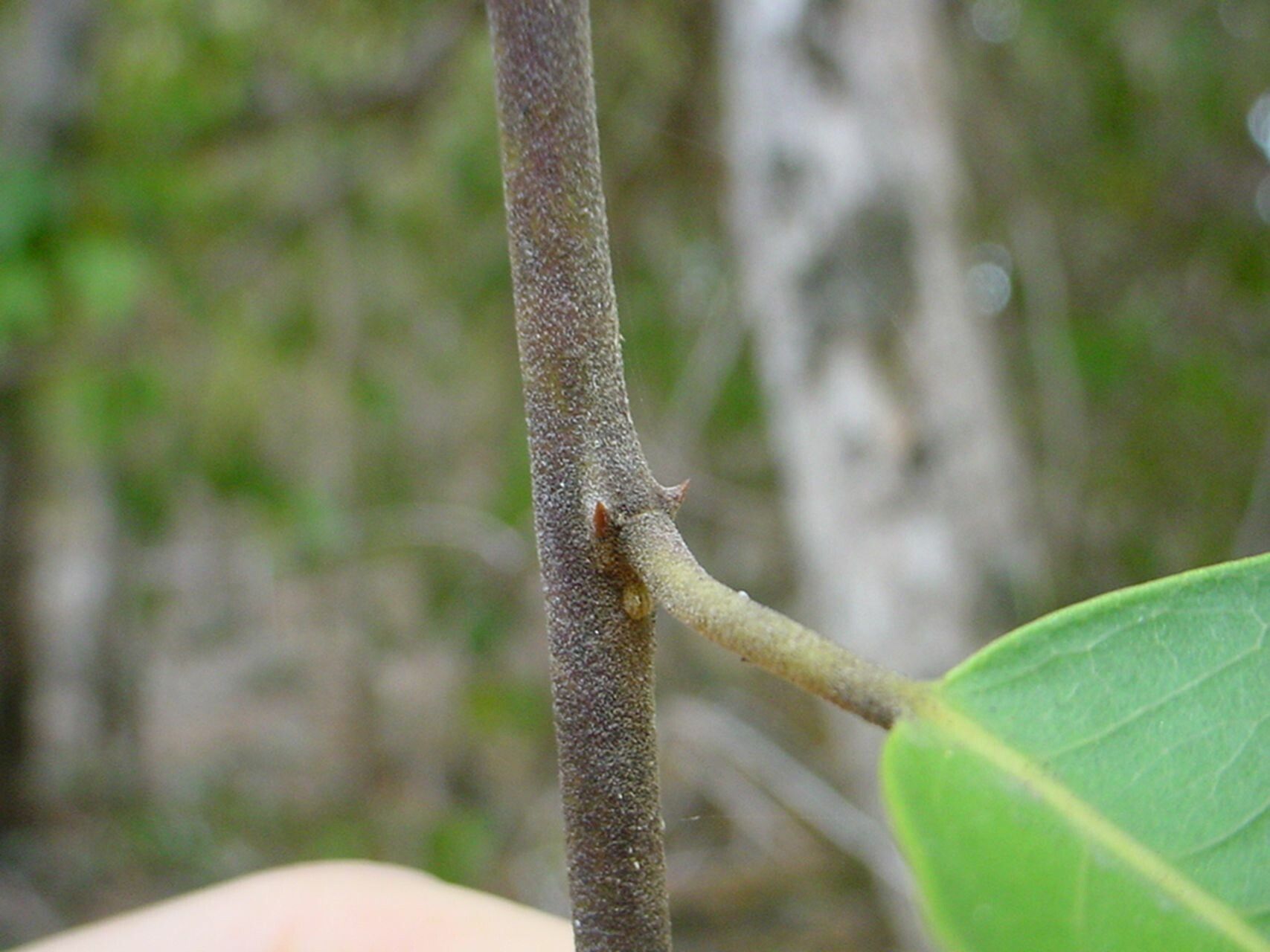 Capparis artensis bark