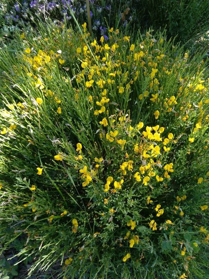 Cytisus galianoi habit