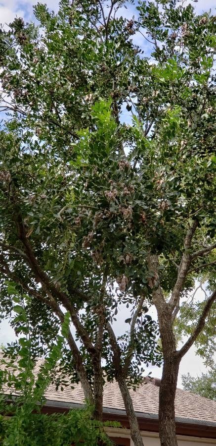 Dermatophyllum secundiflorum — related species from the same genus