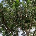 Dermatophyllum secundiflorum