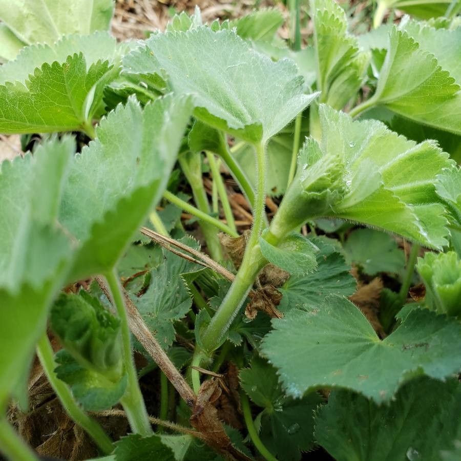 Alchemilla monticola bark