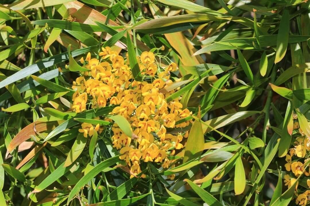 Daviesia arborea — related species from the same genus