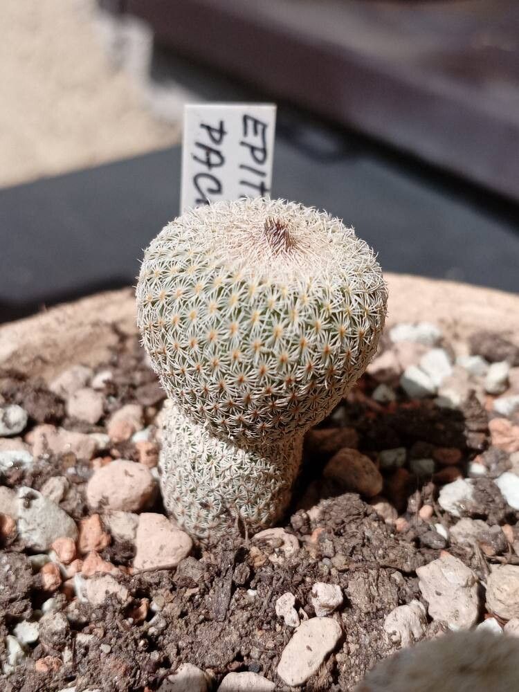 Epithelantha pachyrhiza — related species from the same genus