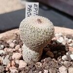 Epithelantha pachyrhiza