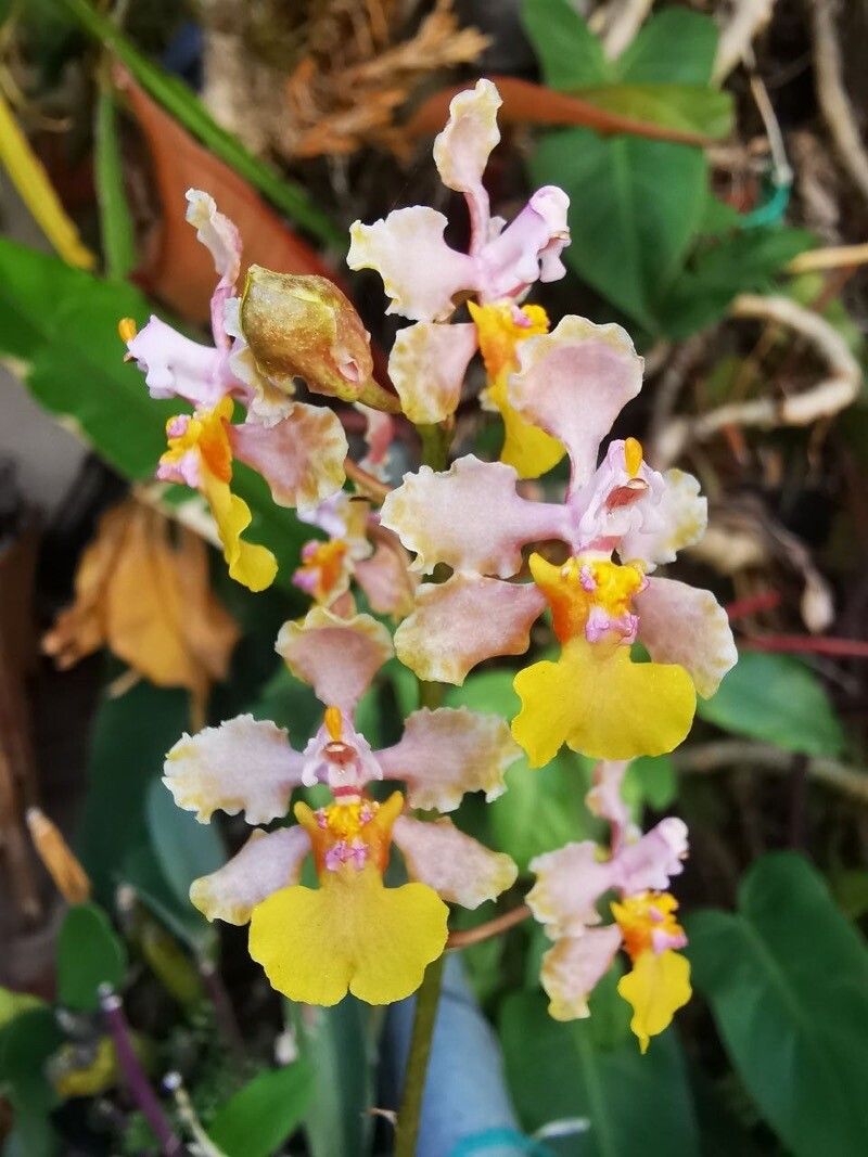 Trichocentrum perezii — houseplant care guide