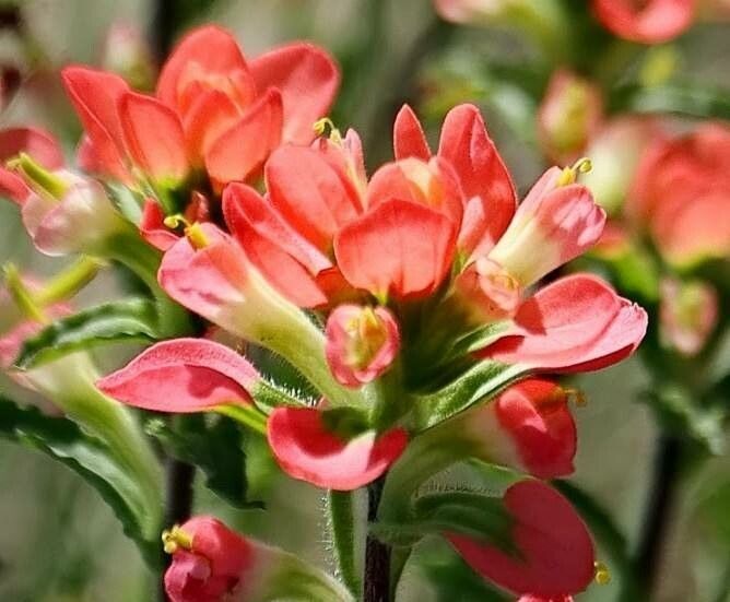 Castilleja indivisa flower
