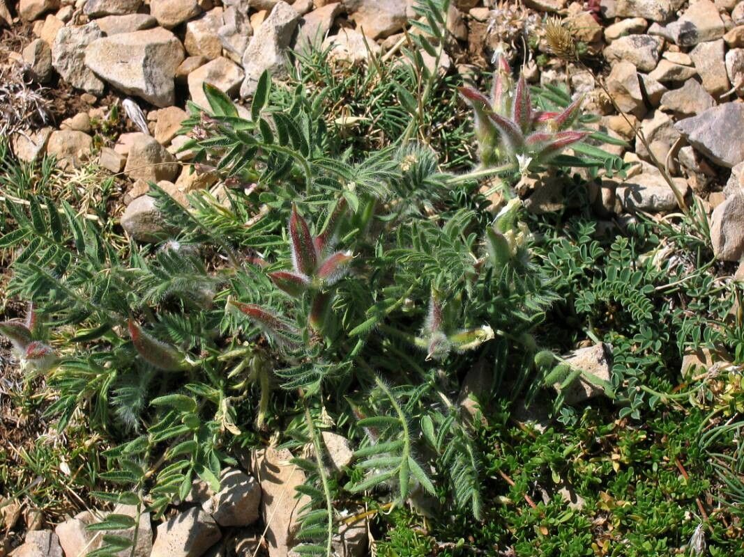 Oxytropis jabalambrensis leaf