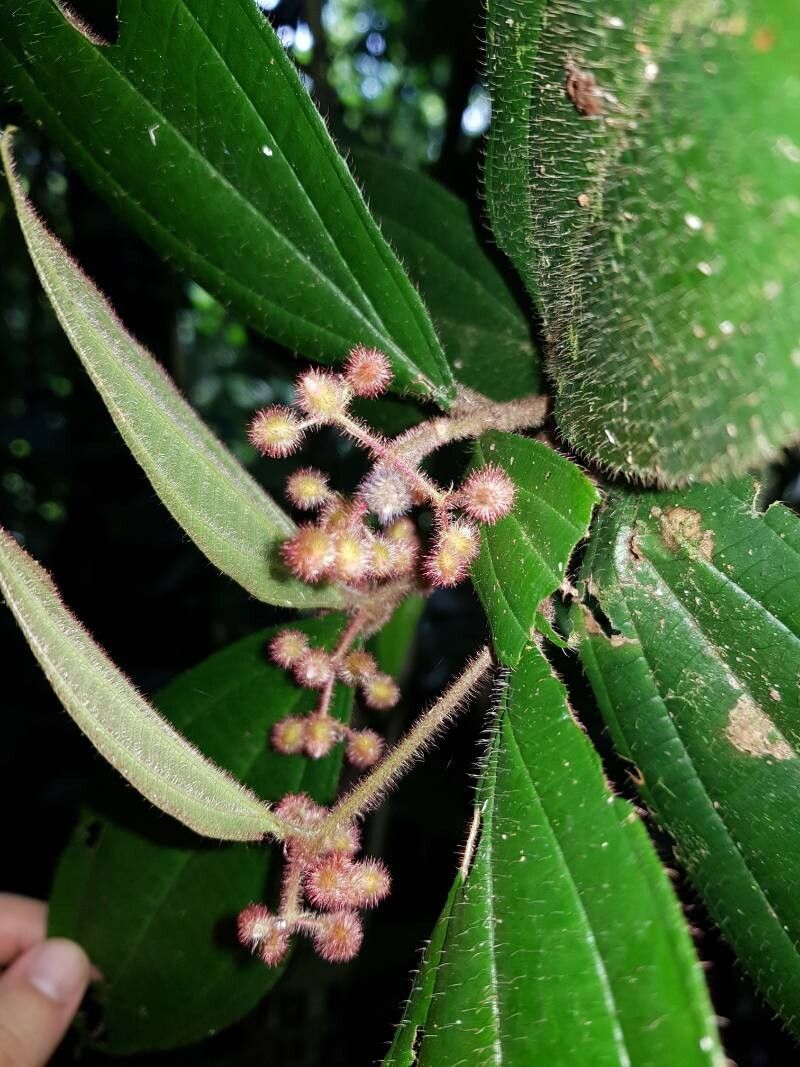 Miconia allenii fruit