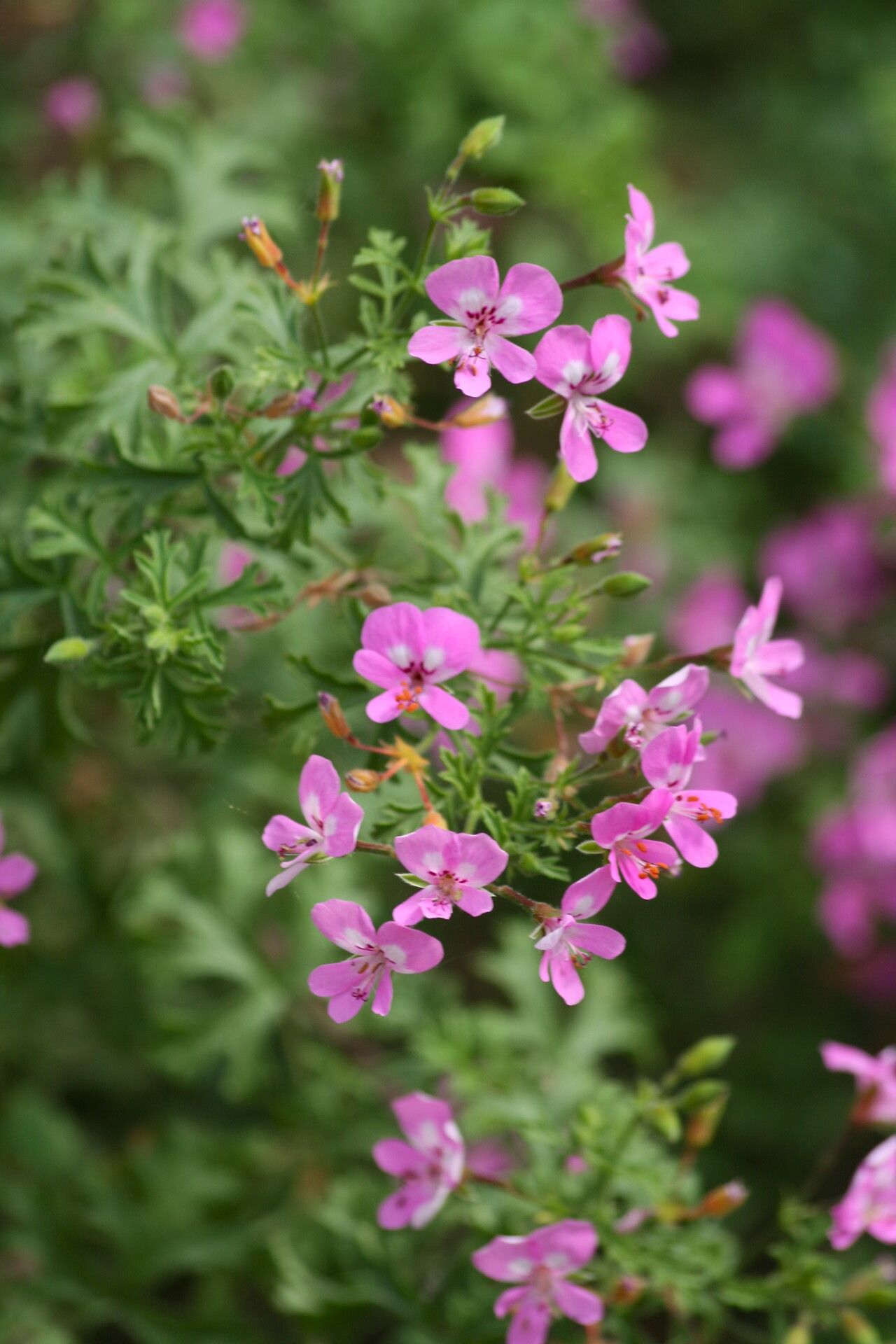 Pelargonium fruticosum — houseplant care guide