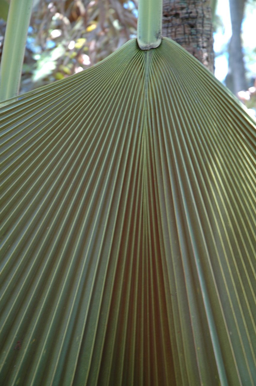 Pritchardia martii leaf