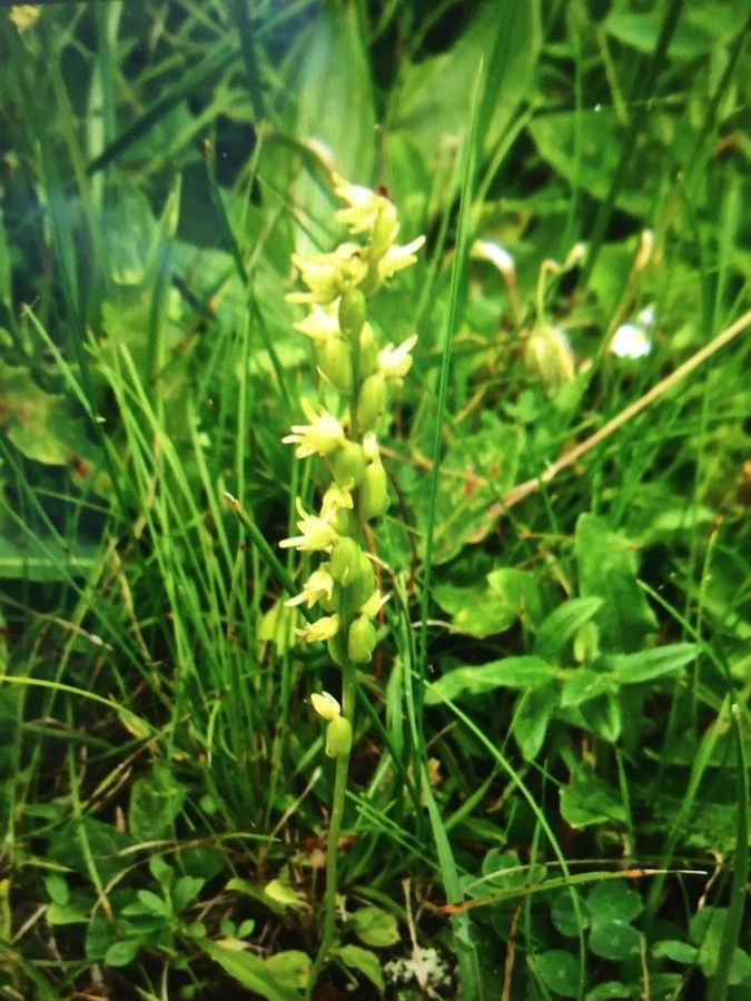 Herminium monorchis flower