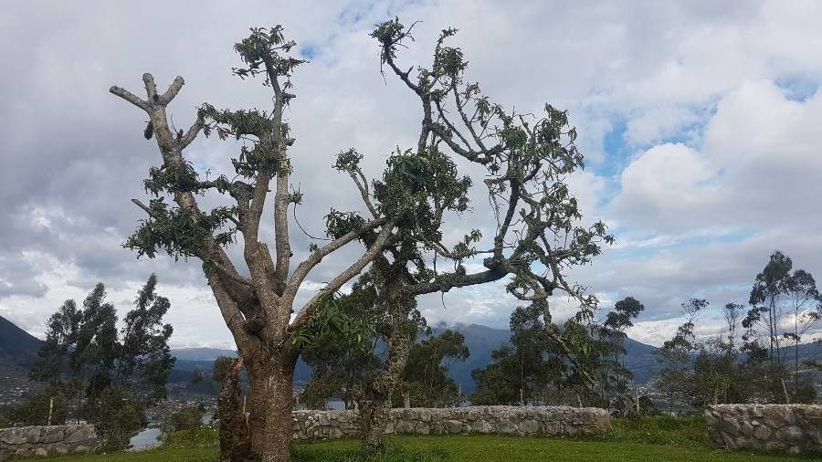 Euphorbia laurifolia — houseplant care guide