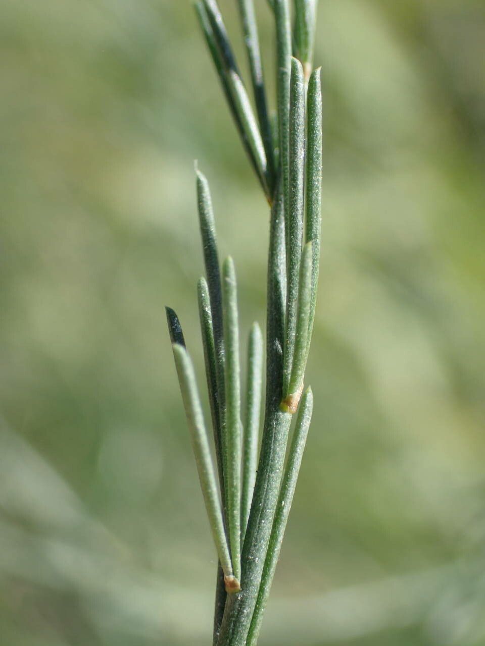 Asparagus maritimus leaf