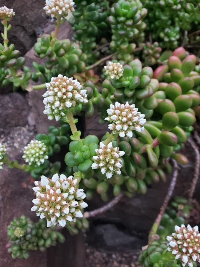 Sedum lucidum flower