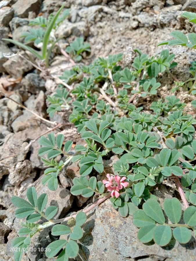 Indigofera linnaei leaf
