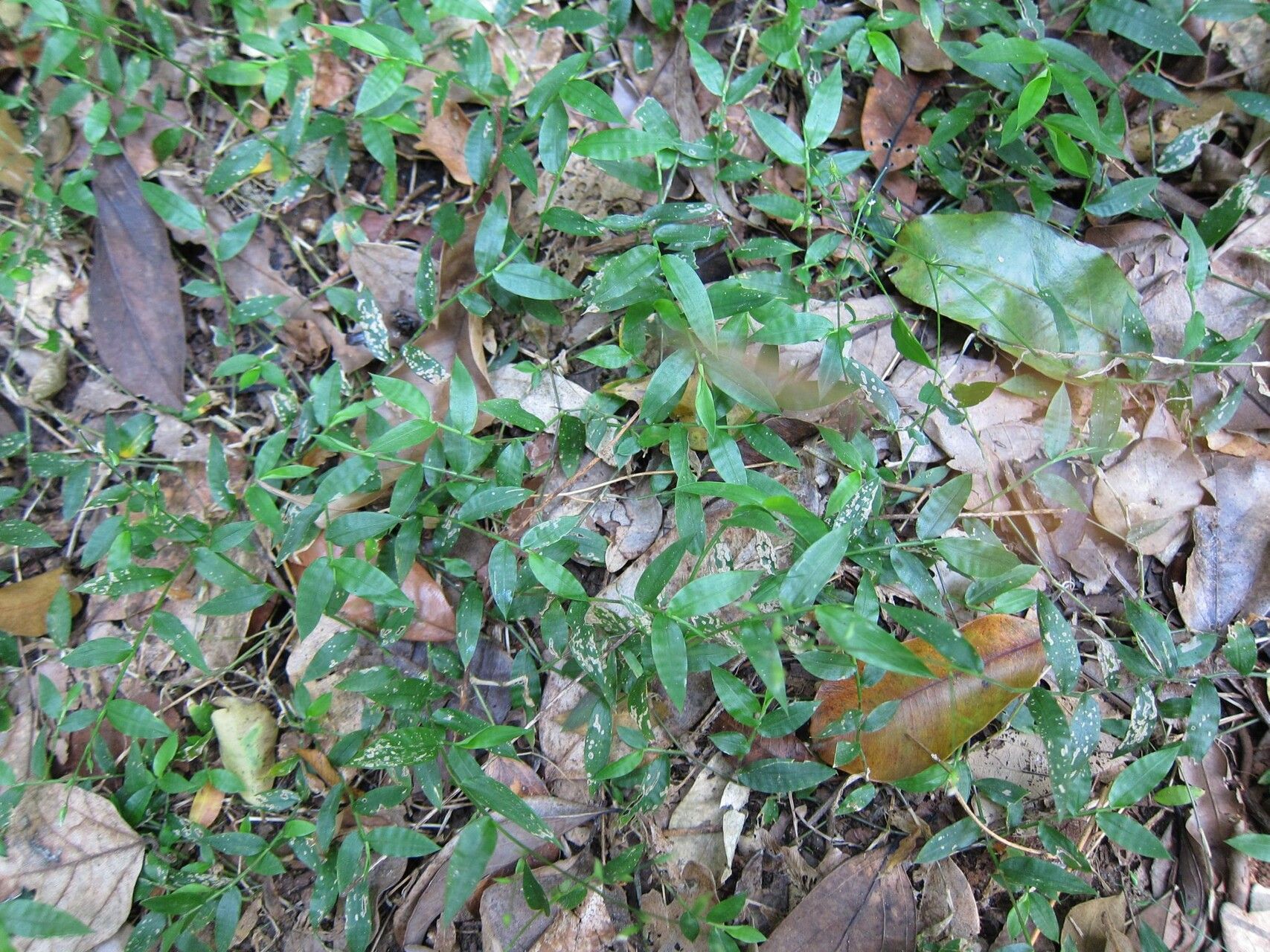 Pseudechinolaena polystachya habit