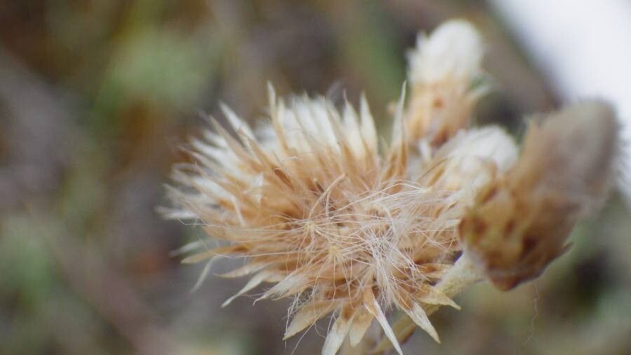Antennaria microphylla flower
