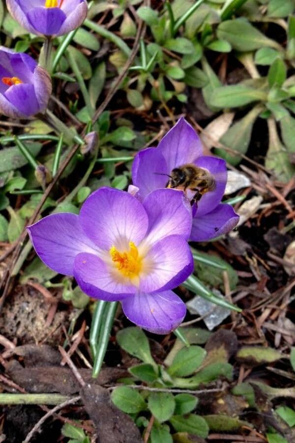 Crocus tommasinianus flower