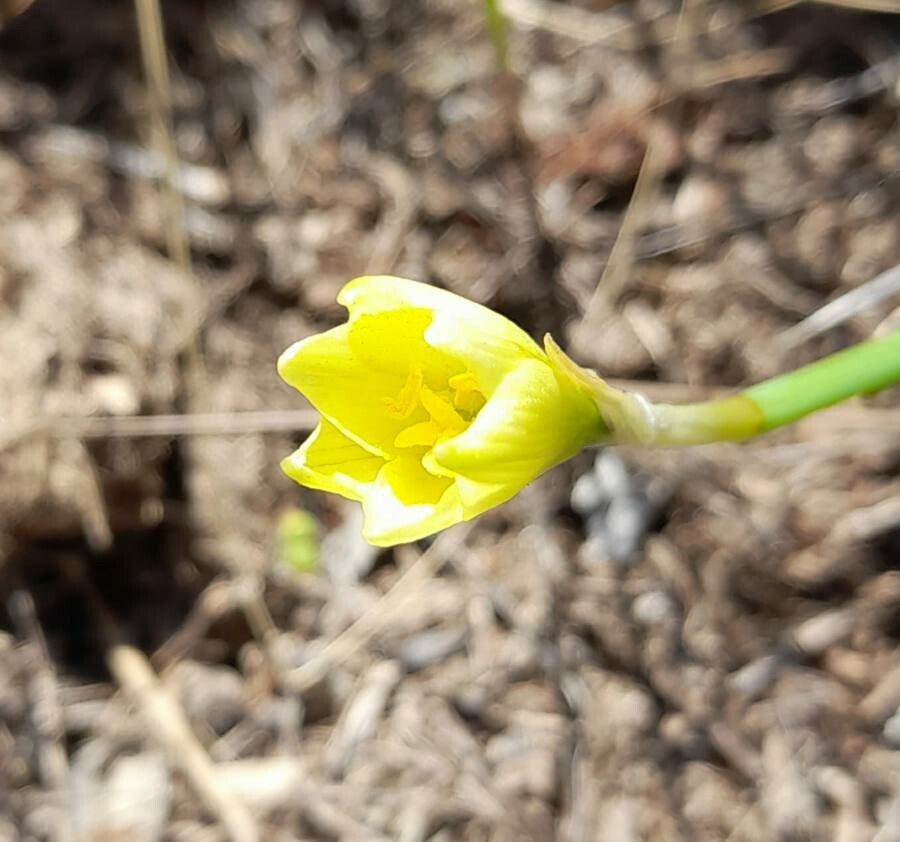 Zephyranthes filifolia flower