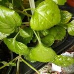 Plectranthus verticillatus