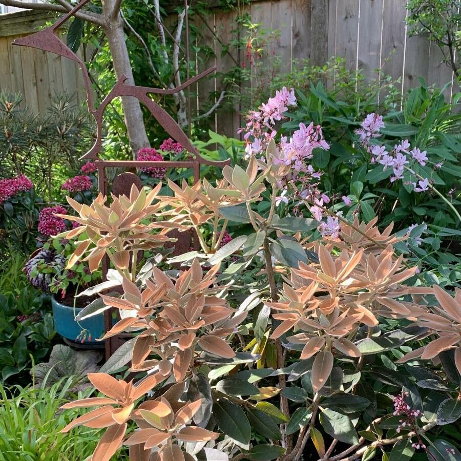 Rhododendron pachysanthum flower