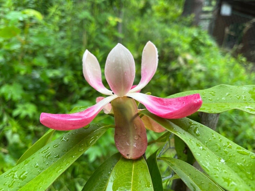 Magnolia insignis — search result for 'Magnolia'