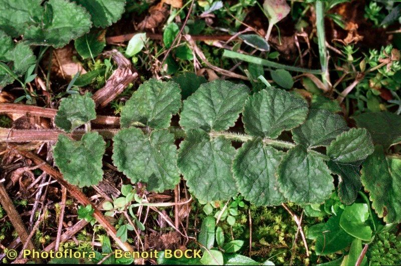 Pimpinella lutea — search result for 'Pimpinella'