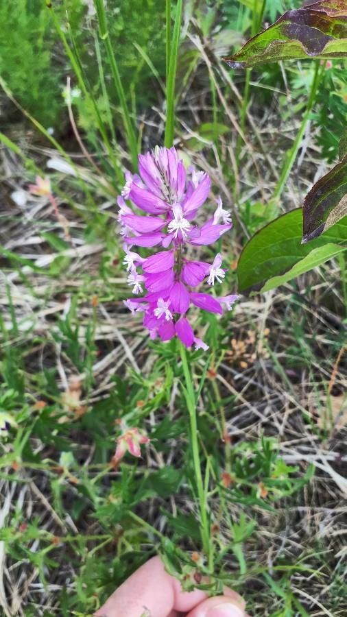Polygala major flower