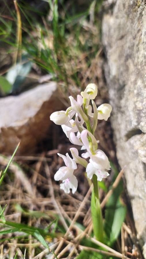 Gymnadenia odoratissima flower