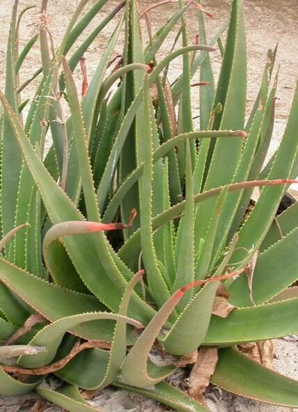 Aloe mitsioana — houseplant care guide